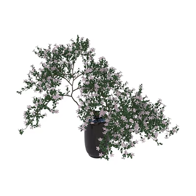 Lush Green Leafy Plant Combination With Small White Flowers In Black Pot 3d model