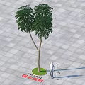 Huangsuan Maple Arbor With Person Standing By Circular Green Area On Gray Tiled Ground