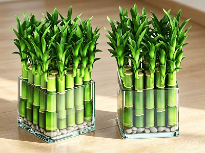 Lucky Bamboo Plants in Transparent Square Glass Vases with Small Pebbles on Sunlit Wooden Tabletop 3d model