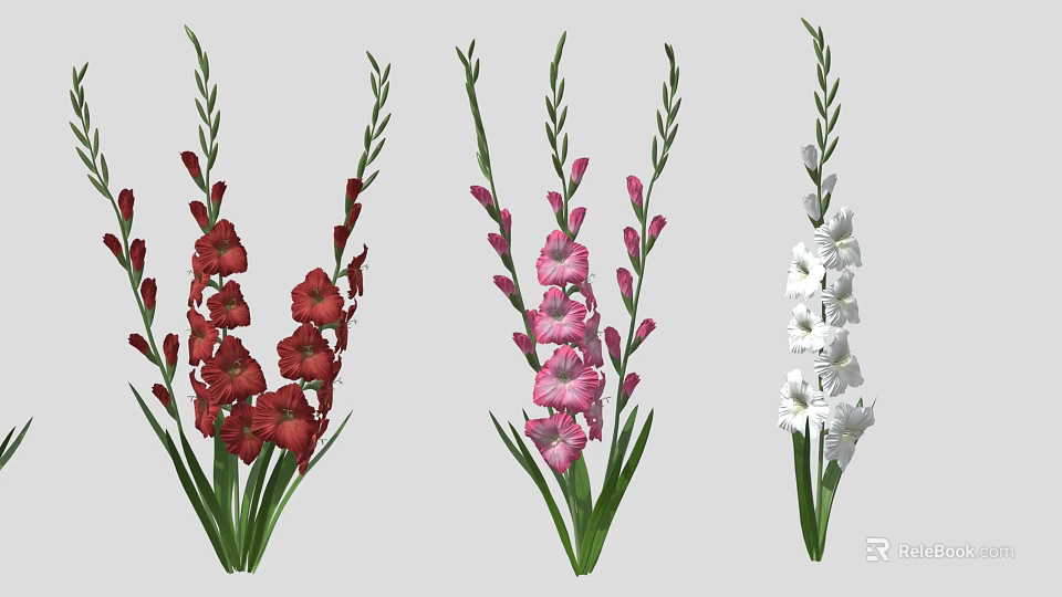 Red Pink White Gladiolus Flowers With Green Stems And Leaves 3d model 