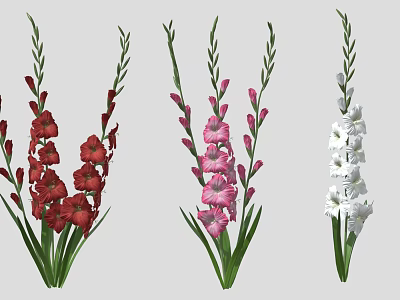 Red Pink White Gladiolus Flowers With Green Stems And Leaves 3d model