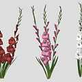 Red Pink White Gladiolus Flowers With Green Stems And Leaves