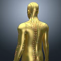 Man Golden 3D Anatomical Model With Front And Back Views And Markers