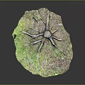 Natural Wood Stone Decorative Piece With Tree Roots And Grass For Home Decoration