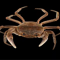 Natural Coastal Habitat Scene Showing Brown Crab With Detailed Claws And Legs