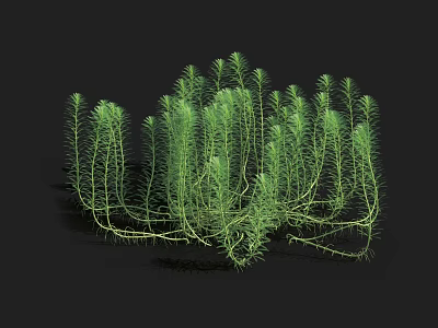 Green Aquatic Plant With Slender Stems And Branching Foliage In Water Garden 3d model