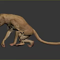 Monkey 3d model
