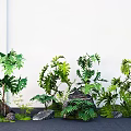 Lush Green Plants With Various Leaf Shapes And Decorative Stones In Garden Arrangement