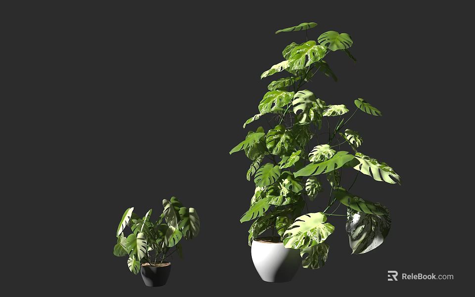 Monstera Potted Plants With Lush Green Leaves And Unique Hole Patterns In Black White Pots 3d model 