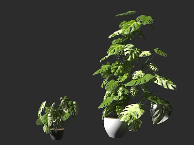 Monstera Potted Plants With Lush Green Leaves And Unique Hole Patterns In Black White Pots 3d model