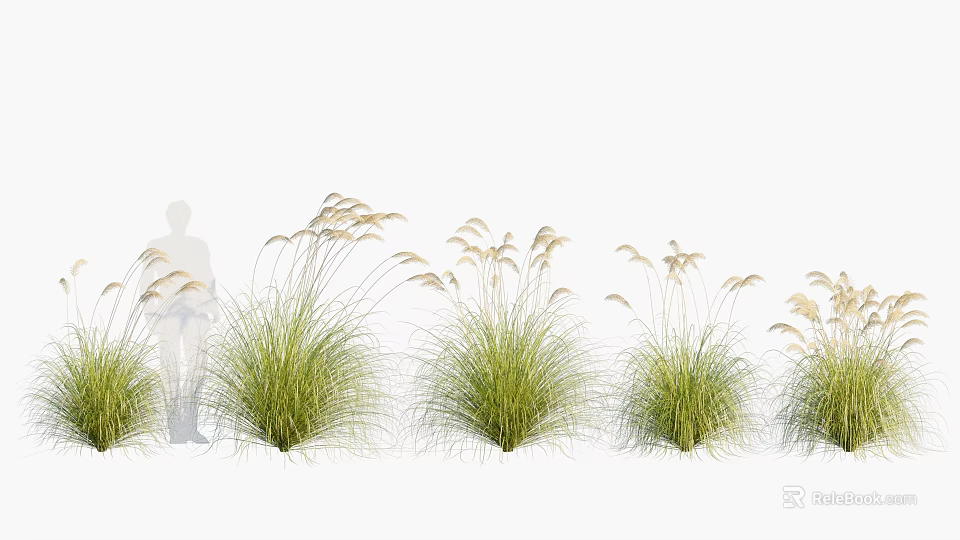 Tall Ornamental Grass with Green Foliage and White Feathery Plumes for Garden Landscaping 3d model 