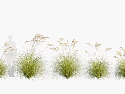 Tall Ornamental Grass with Green Foliage and White Feathery Plumes for Garden Landscaping 3d model