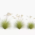 Tall Ornamental Grass with Green Foliage and White Feathery Plumes for Garden Landscaping