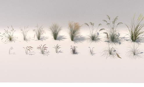 Modern Grass Plant Flower Grass Dog Tail Grass Pennisetum 3d model