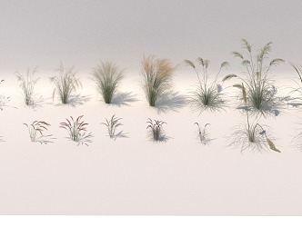 Modern Grass Plant Flower Grass Dog Tail Grass Pennisetum 3d model