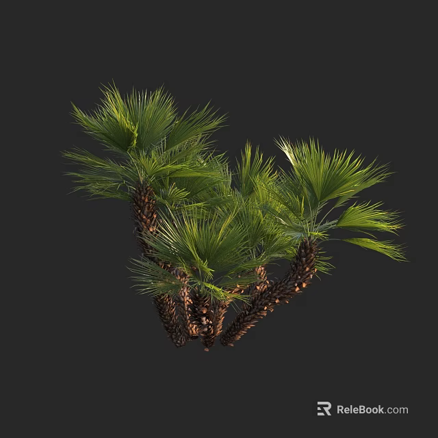 Lush Tropical Palm Trees With Green Fronds And Clustered Brown Trunks 3d model 