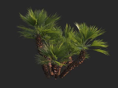 Lush Tropical Palm Trees With Green Fronds And Clustered Brown Trunks 3d model
