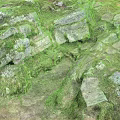 Rustic Wood And Stone Materials In Outdoor Landscape With Green Moss And Rocks