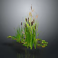 Green Aquatic Plants With Cattails Lily Pads Reeds And Floating Leaves In Wetland
