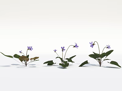 Purple Flowers With Green Leaves Growing In Row On White Background 3d model
