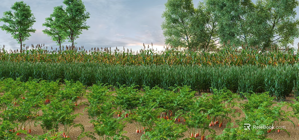 Thriving Crops Corn and Carrots Growing in Lush Farm Field With Surrounding Trees 3d model 