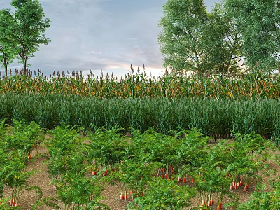 Thriving Crops Corn and Carrots Growing in Lush Farm Field With Surrounding Trees 3d model