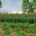 Thriving Crops Corn and Carrots Growing in Lush Farm Field With Surrounding Trees