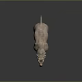 Detailed Lifelike Rhinoceros Model With Textured Skin On Dark Shiny Surface
