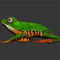 Vibrant Green Frog With Orange Legs And White Eyes On Dark Surface