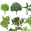 Modern Fruit Trees 3d model