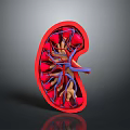 3D Rendered Kidney Anatomical Structure With Red And Blue Blood Vessels Details