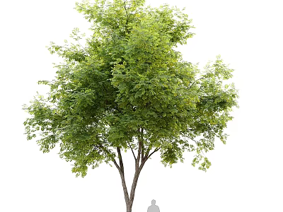 Tall Arbor With Lush Green Foliage And Brown Trunk Near Human Silhouette 3d model