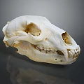 Detailed Isolated Animal Skull With White Bone Structure And Sharp Teeth On Gray Background