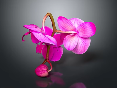 Vibrant Pink Orchid Blooms With Delicate Buds On Dark Background Reflection 3d model