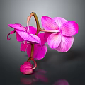 Vibrant Pink Orchid Blooms With Delicate Buds On Dark Background Reflection 3d model