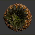 Fresh Ripe Pineapple With Green Leaves And Golden Yellow Skin Against Dark Background