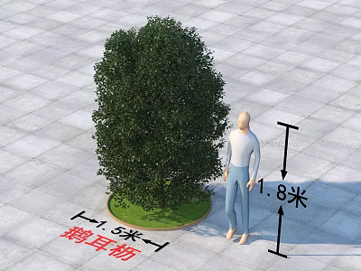 Hornbeam Tree with 1.8 Meters Height and 1.5 Meters Diameter on Paved Ground 3d model