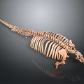 Detailed Medical Device Human Skeleton Model for Anatomical Education and Research