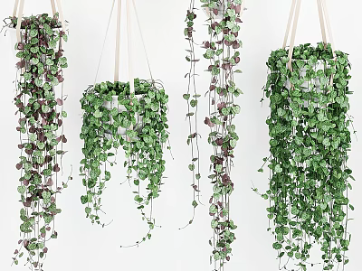 Decorative Hanging Basket Plants With Trailing Green And Purple Leaves 3d model