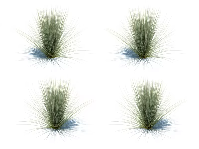 Green Grass Plants With Slender Lush Leaves In Four Clumps On White Background 3d model