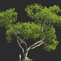 Large Tree with Lush Foliage and Thick Trunk in 3D Rendering with Small Figure 3d model