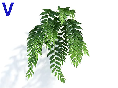 Lush Green Hanging Plant With Feathery Leaves And Long Cascading Branches For Indoor Decoration 3d model