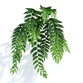 Lush Green Hanging Plant With Feathery Leaves And Long Cascading Branches For Indoor Decoration