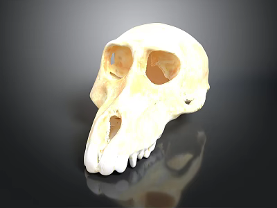 Detailed Handcrafted Monkey Skull Sculpture on Black Background with Reflection 3d model