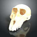 Detailed Handcrafted Monkey Skull Sculpture on Black Background with Reflection