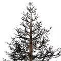 pine tree 3d model