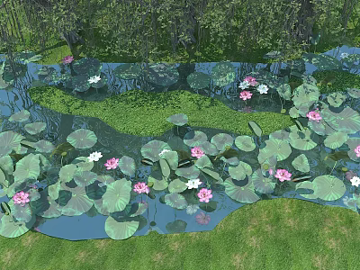 Aquatic Plants With Green Lily Pads And Pink White Lotus Blooms On Water Surface 3d model