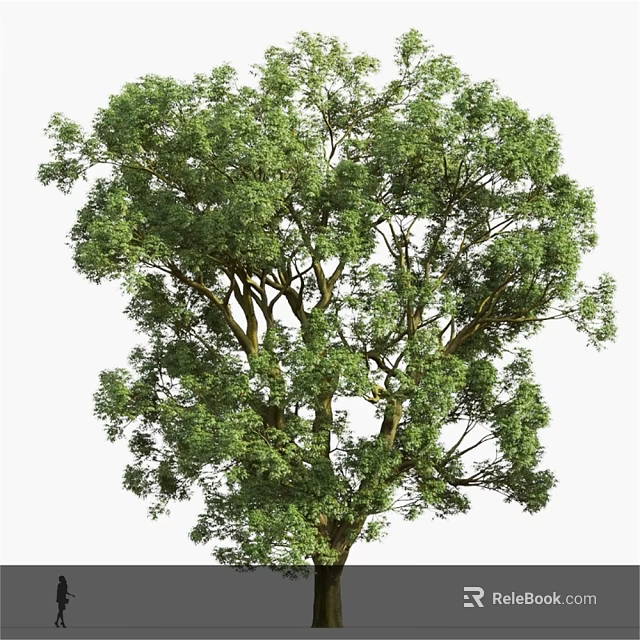 Tall Lush Green Arbor with Dense Foliage Thick Branches and Sturdy Trunk 3d model 
