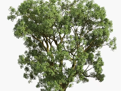 Tall Lush Green Arbor with Dense Foliage Thick Branches and Sturdy Trunk 3d model