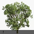 Tall Lush Green Arbor with Dense Foliage Thick Branches and Sturdy Trunk